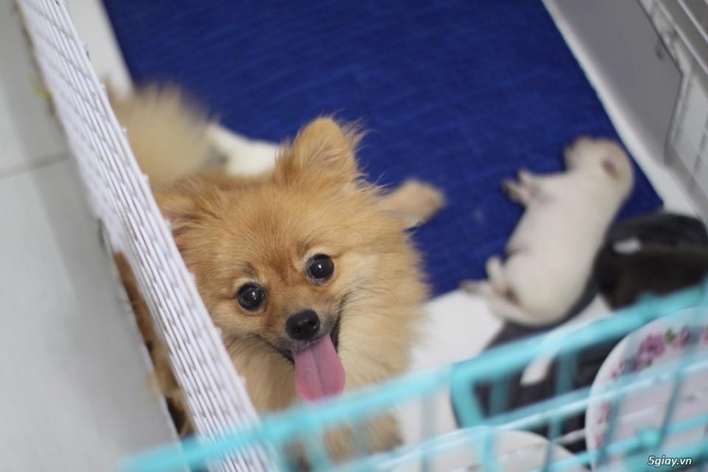 Pomeranian Puppy - Phốc Sóc mini - 4
