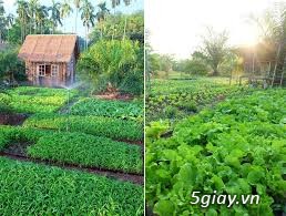Vườn cây ăn trái rau xanh tuyển công nhân nam nữ - 1