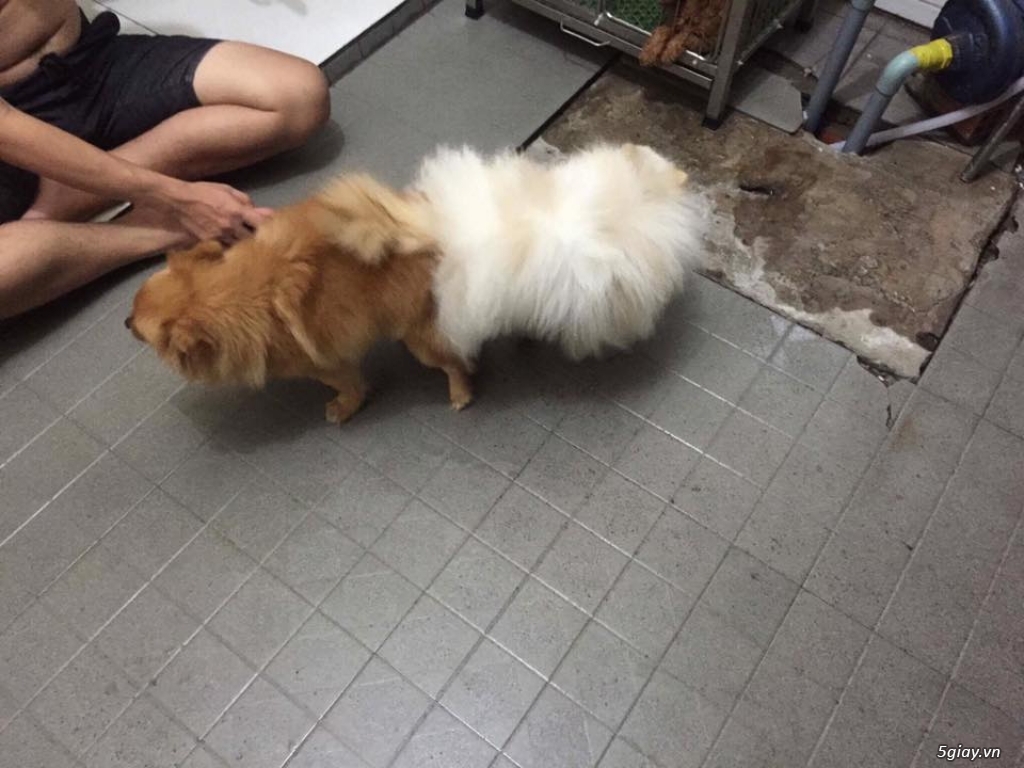 Pomeranian Puppy - Phốc Sóc mini - 6