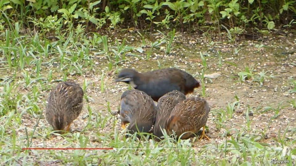 Cút kiểng châu âu - 3