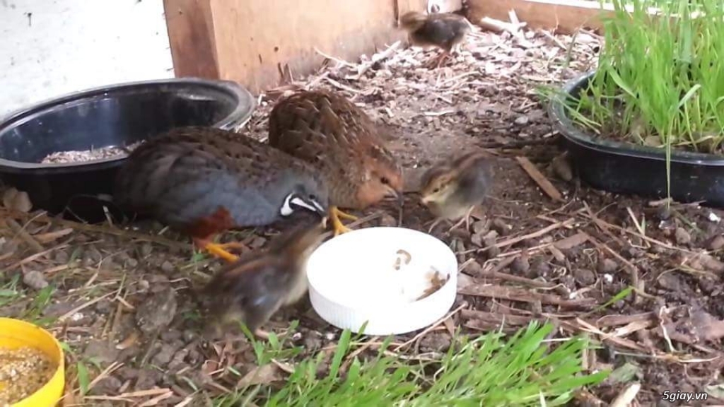 Cút kiểng châu âu - 1