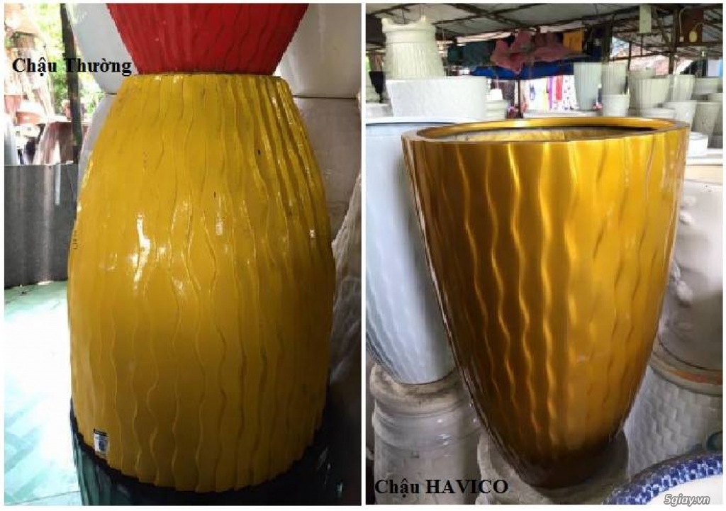 Phân biệt chậu havico