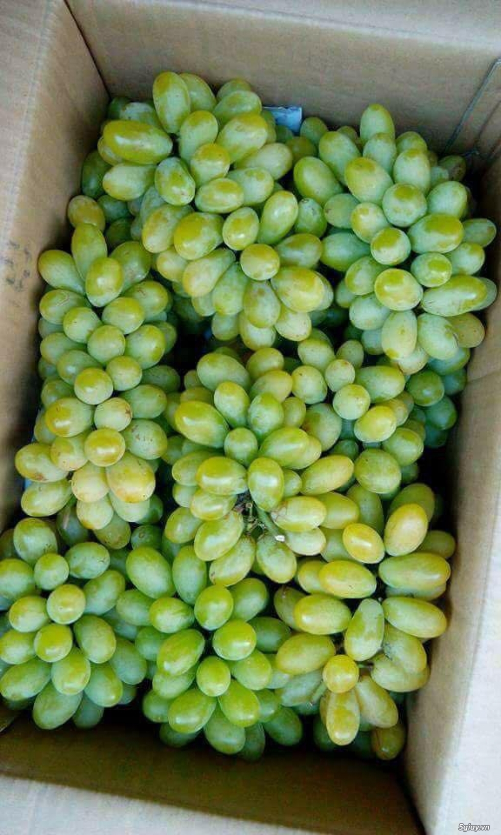 Mận hậu Mộc Châu, Nho Ninh Thuận - 2