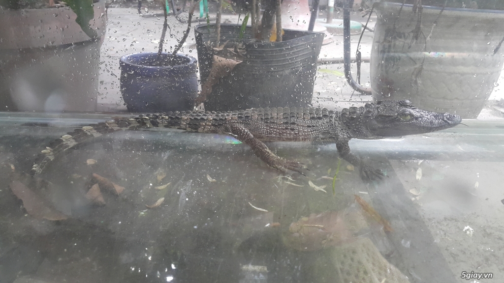 Cá sấu hoa cà 50cm - 1