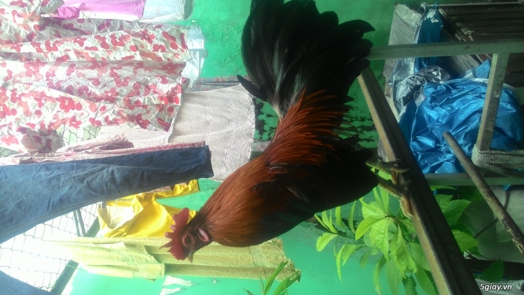 Gà tre đá liền - 1