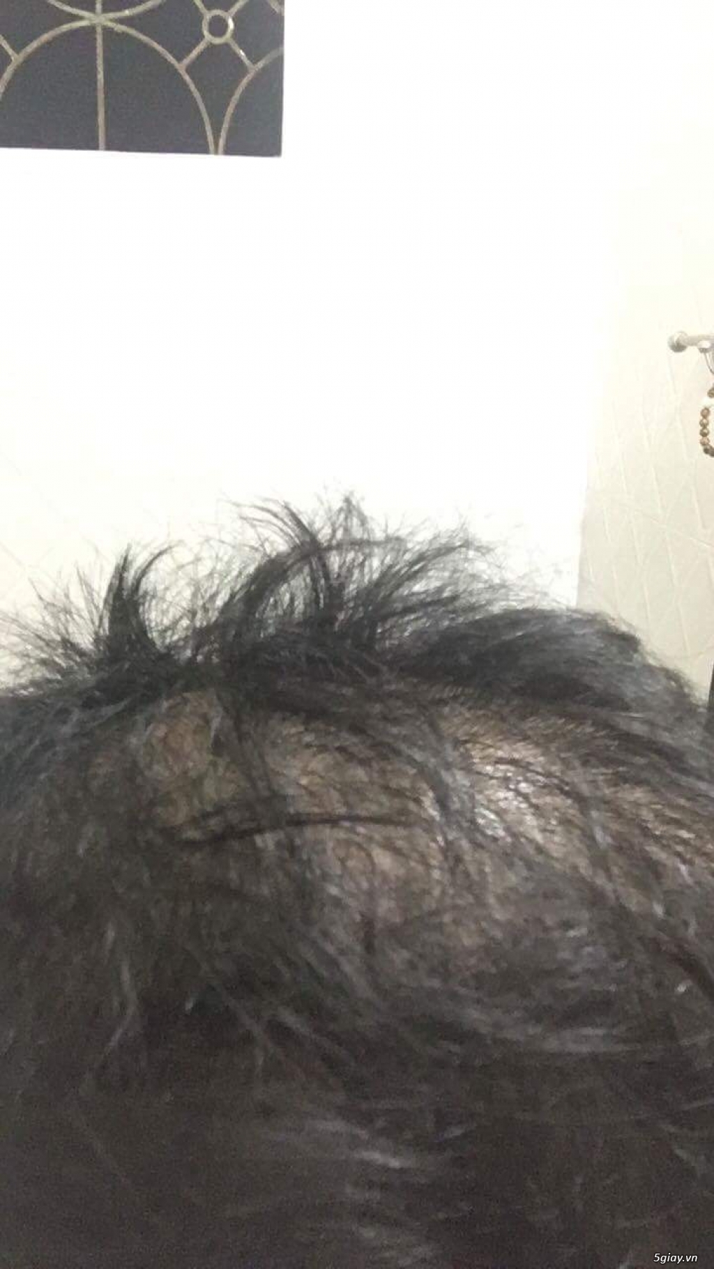 XỊT BƯỞI: TRỊ RỤNG TÓC-KHẮC PHỤC TÓC XƠ RỐI-KÍCH THÍCH MỌC TÓC TRONG 2TUẦN - 1