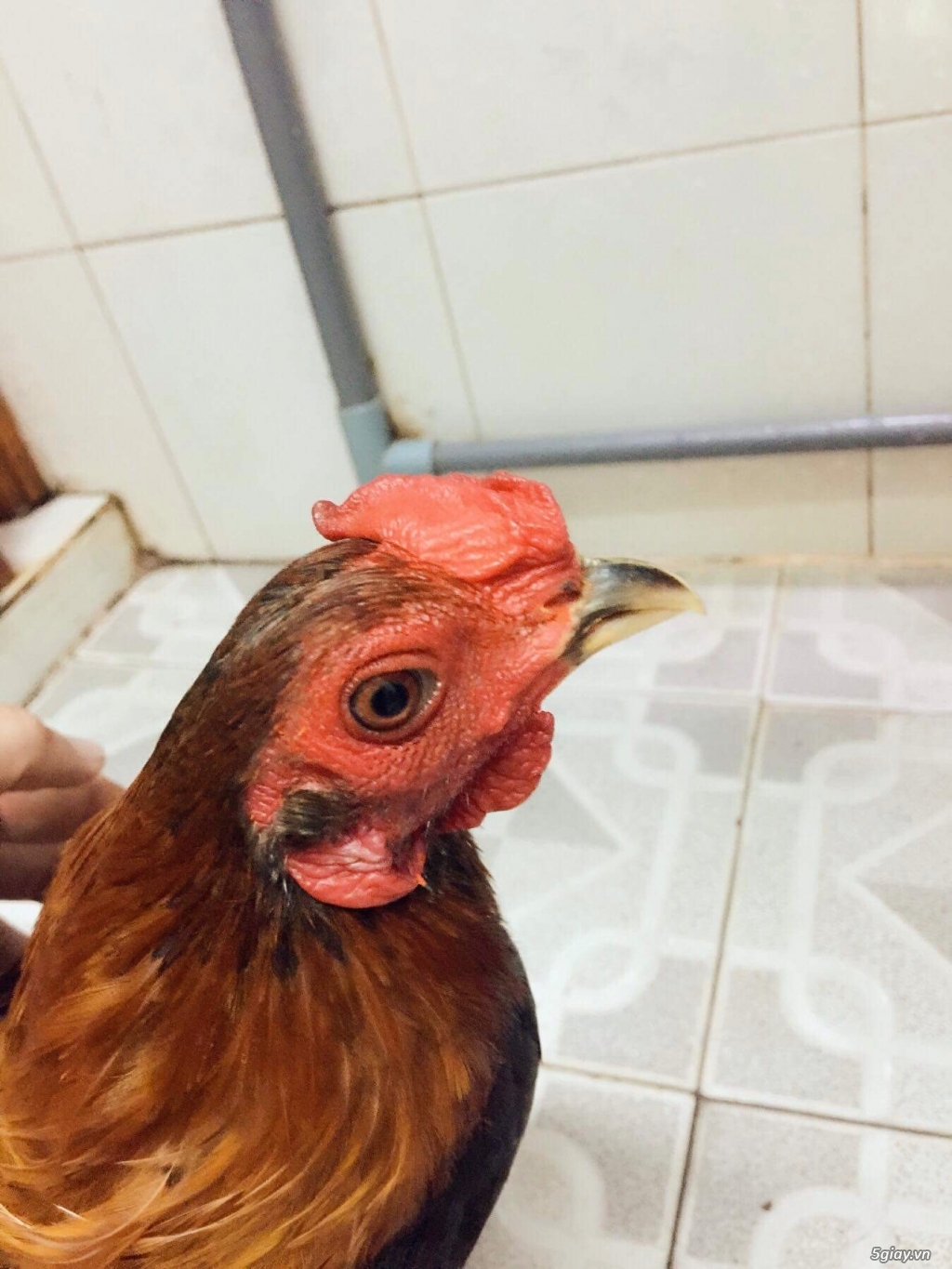 bình tân bán gà tre mỹ - 2