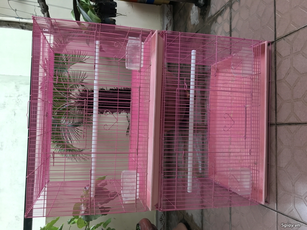 BÁN 2 CAI lỒNG NUÔI YẾN ĐẺ