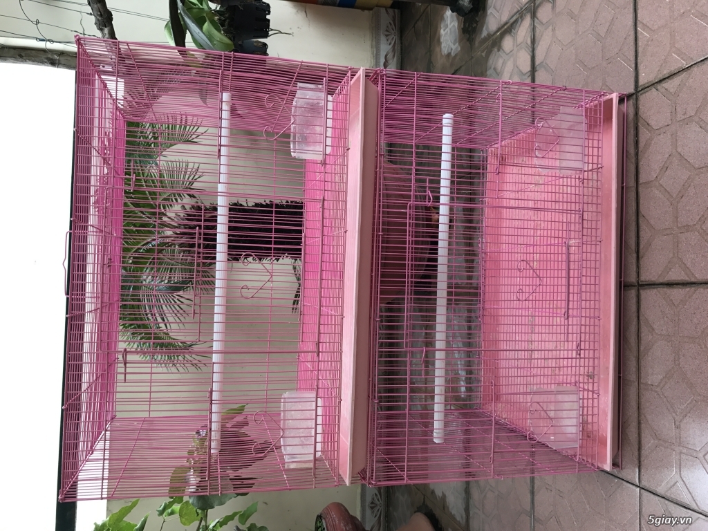 BÁN 2 CAI lỒNG NUÔI YẾN ĐẺ - 1