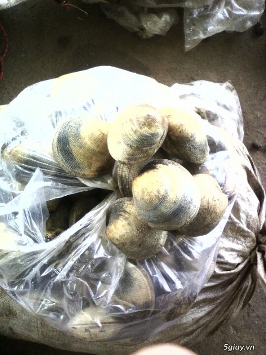 Cua đồng,thịt cua ghẹ - 2