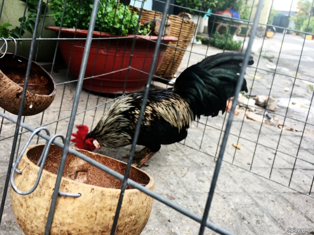 Gà chuối đen 1kg lai - 3