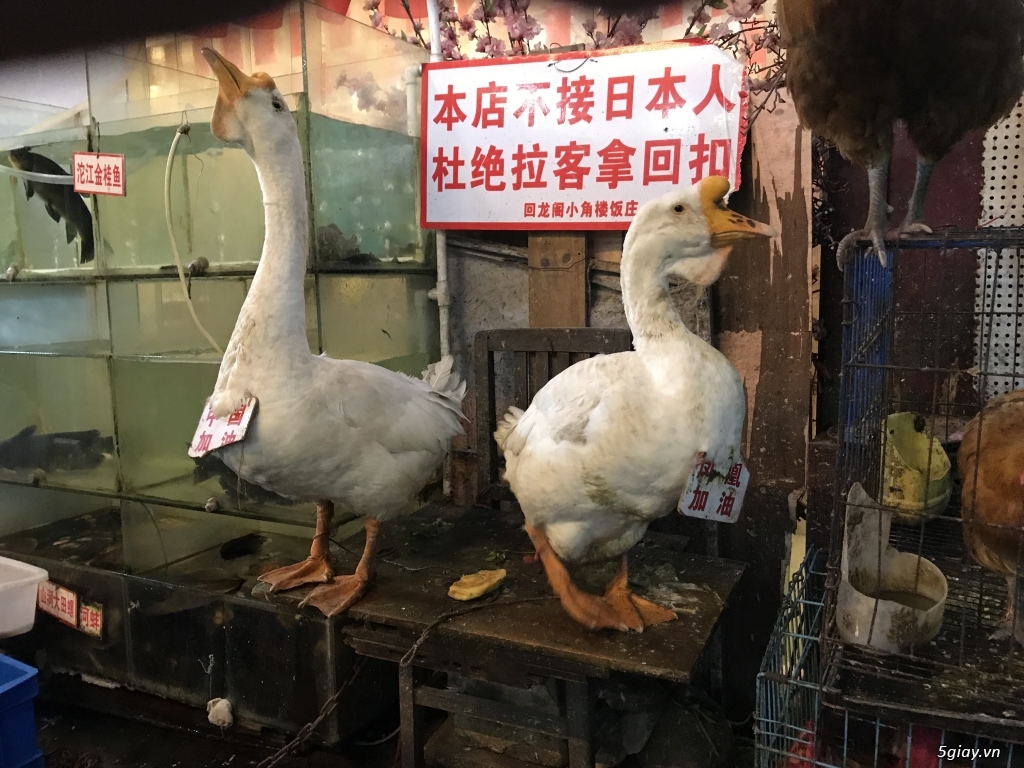 Phượng Hoàng Cỗ Trấn: 6 ngày 5 đêm rong rủi trên đất Tàu - 45