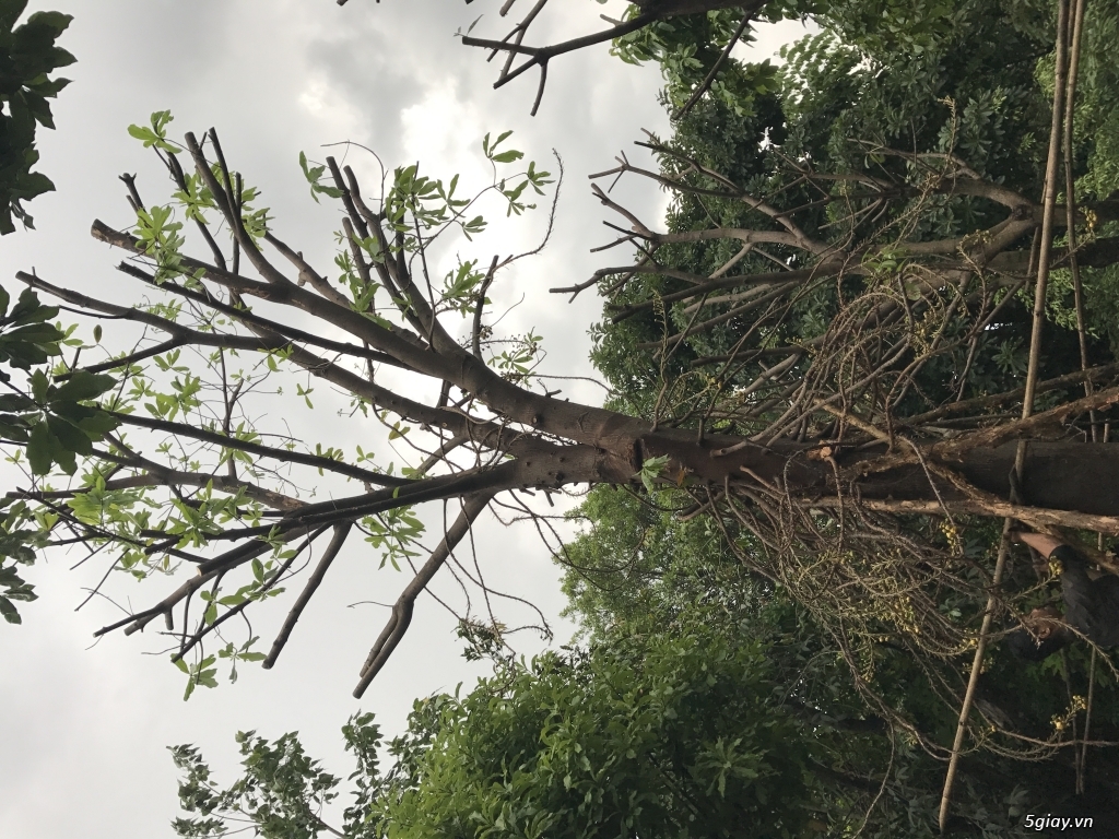 Sala hoành 160cm - 2