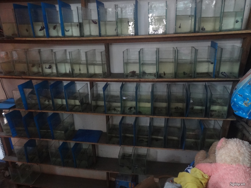 TRẠI CÁ BETTA: LÊ THANH (HỐC MÔN, TP.HCM) - 6