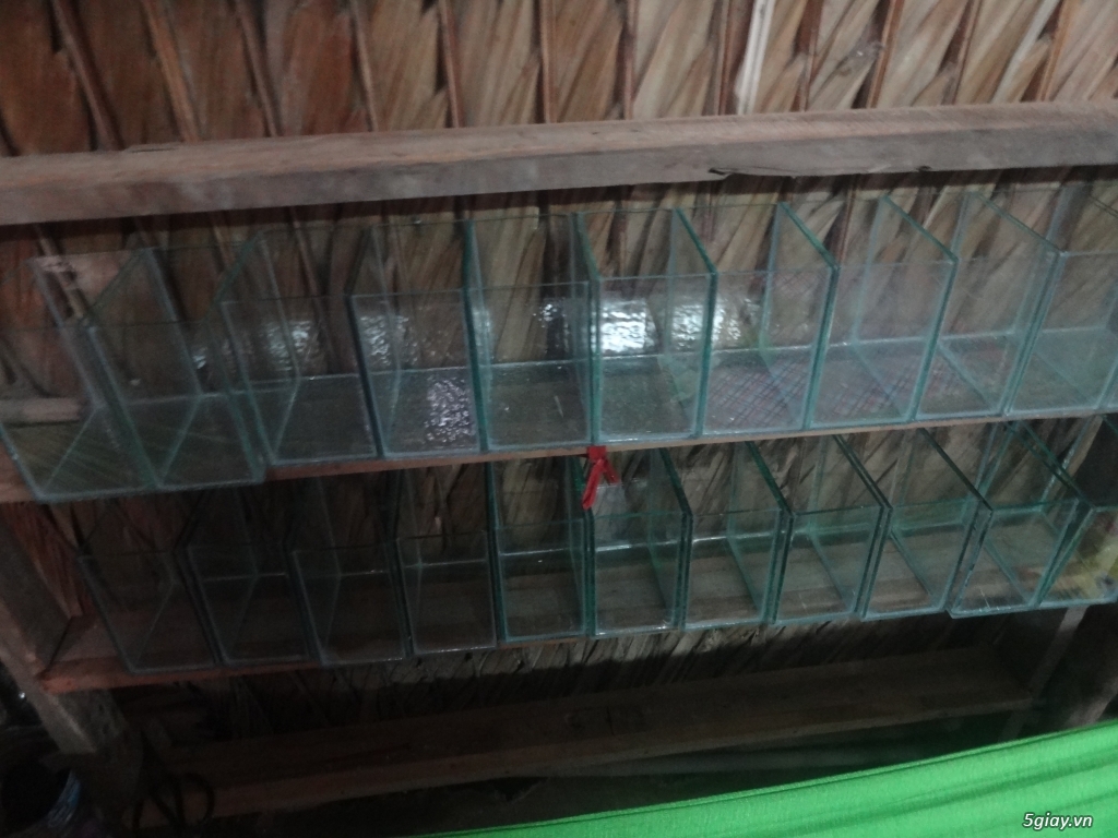 TRẠI CÁ BETTA: LÊ THANH (HỐC MÔN, TP.HCM) - 4
