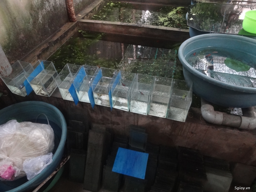 TRẠI CÁ BETTA: LÊ THANH (HỐC MÔN, TP.HCM) - 5