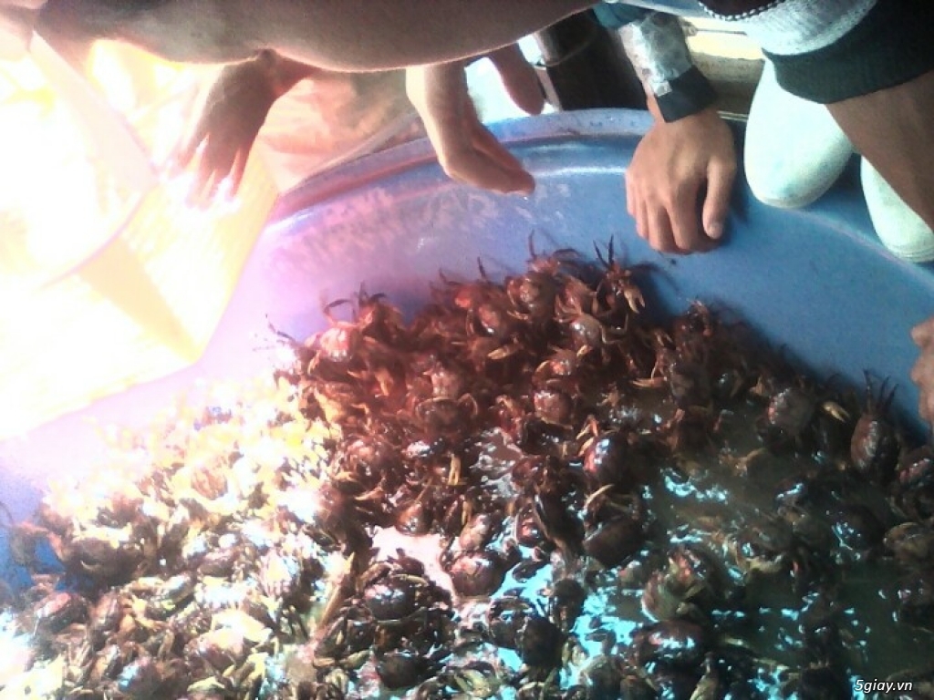 Cua đồng sạch - 3