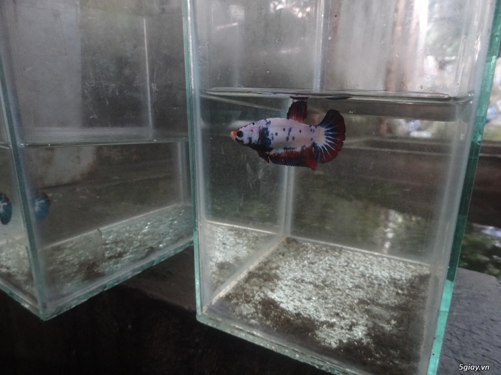 TRẠI CÁ BETTA: LÊ THANH (HỐC MÔN, TP.HCM) - 2