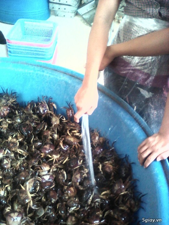 Cua đồng sạch - 1