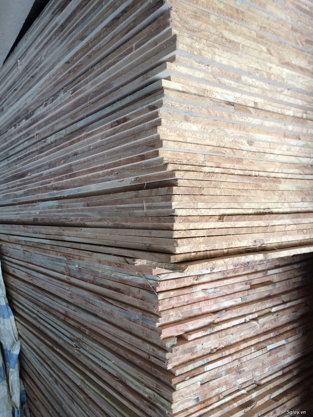 Xưởng gỗ An Hưng sản xuất ván gỗ ghép suốt xoan đào, thông, gỗ nhóm... - 2