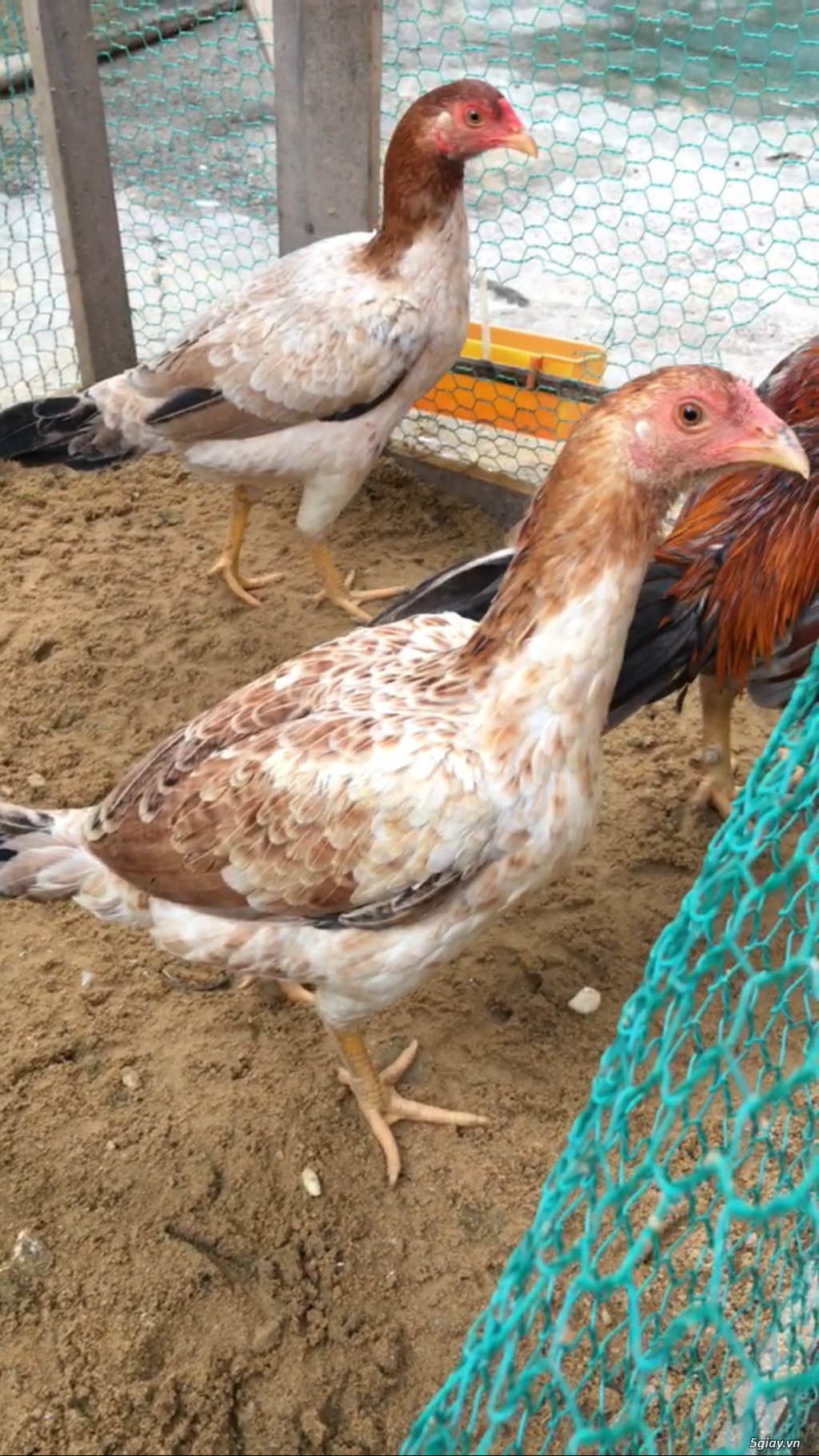 Bán Bộ nọc Asil Bobby - 4