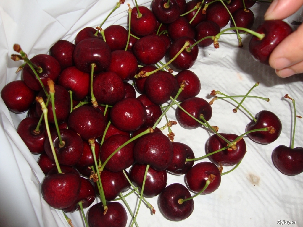 CHERRY MỸ - 14