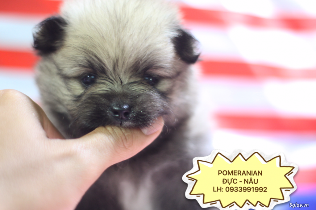 Cún Pomeranian baby Thuần Chủng - 1
