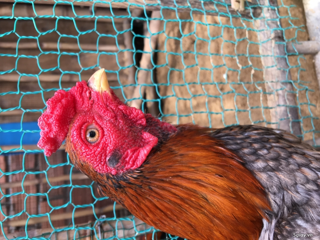 Bán Bộ nọc Asil Bobby - 3