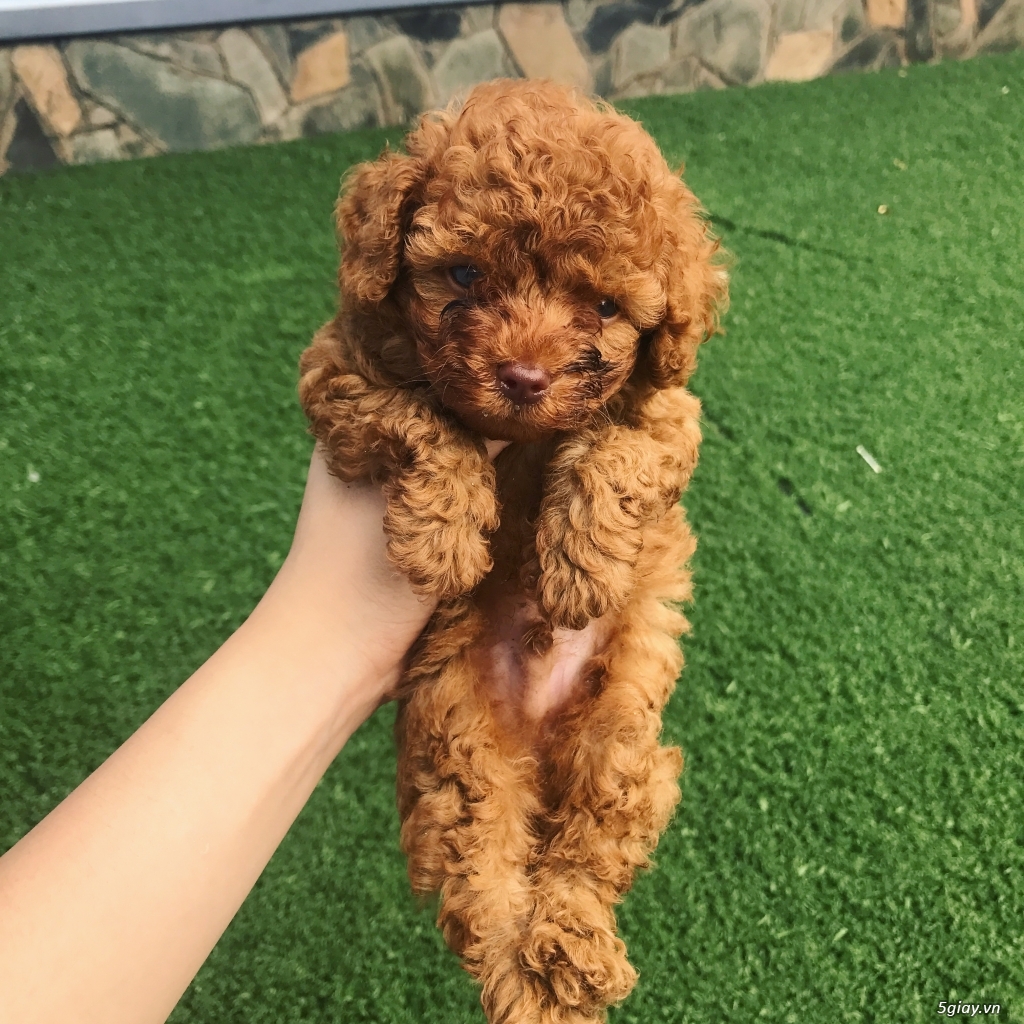 CẦN BÁN POODLE NÂU ĐỎ HCM