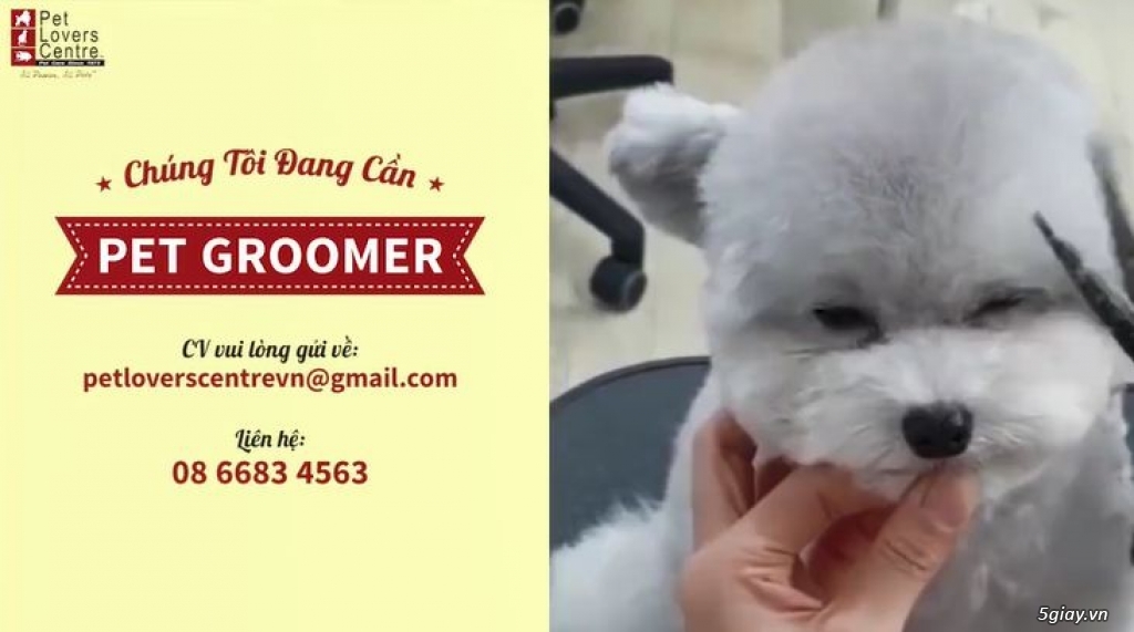[HCM - Quận 7] Tuyển dụng Thợ Cắt Tỉa Lông Chó Mèo - PET GROOMER