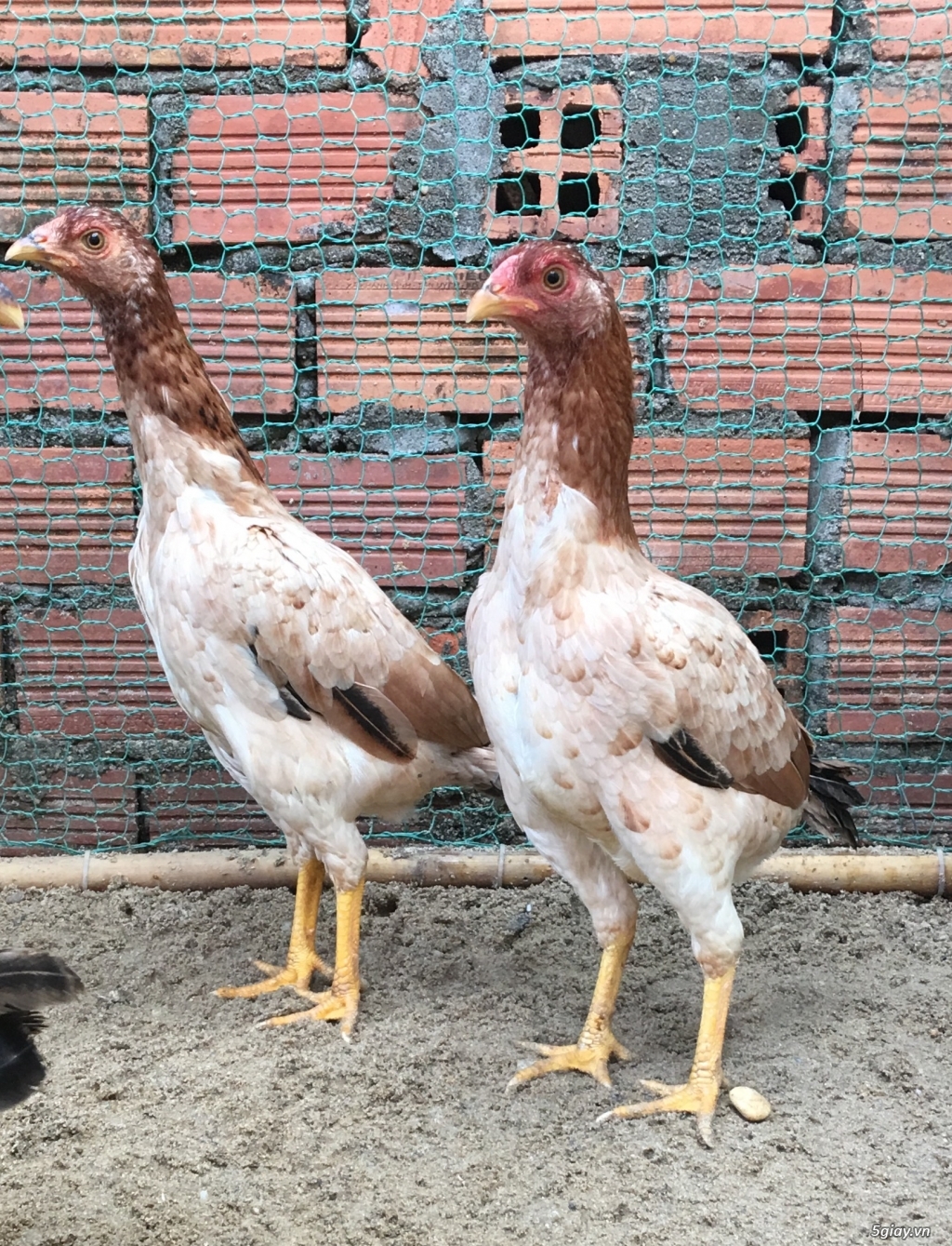 Bán mái asil bobby rặc 6tháng - 2