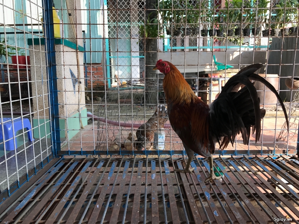 Ga Xám lai mỹ tơ - 1