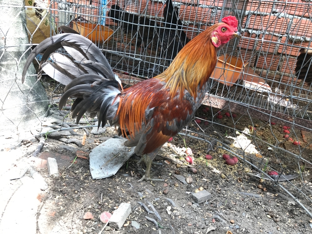 Ga Xám lai mỹ tơ - 3