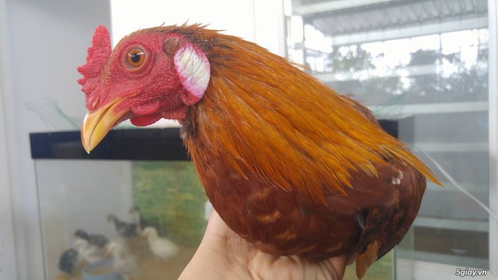 Khét simon hàng chẩn - 16