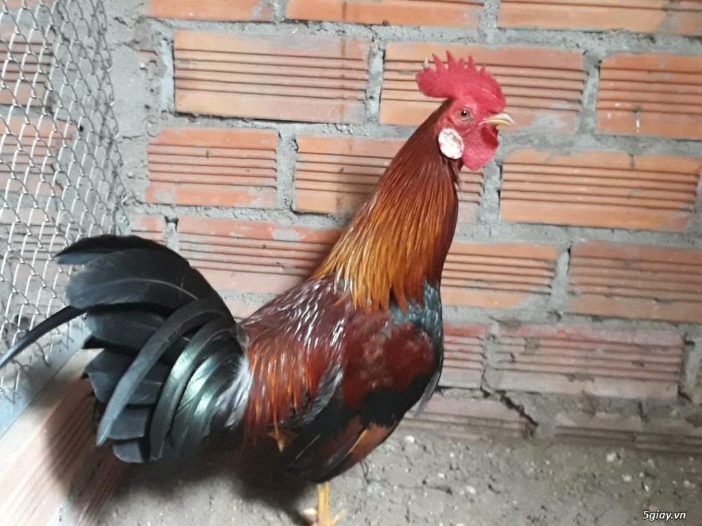 Trại gà tre lai mini Củ Chi - PonNguyễn- Asil - Mỹ, ..... - 8