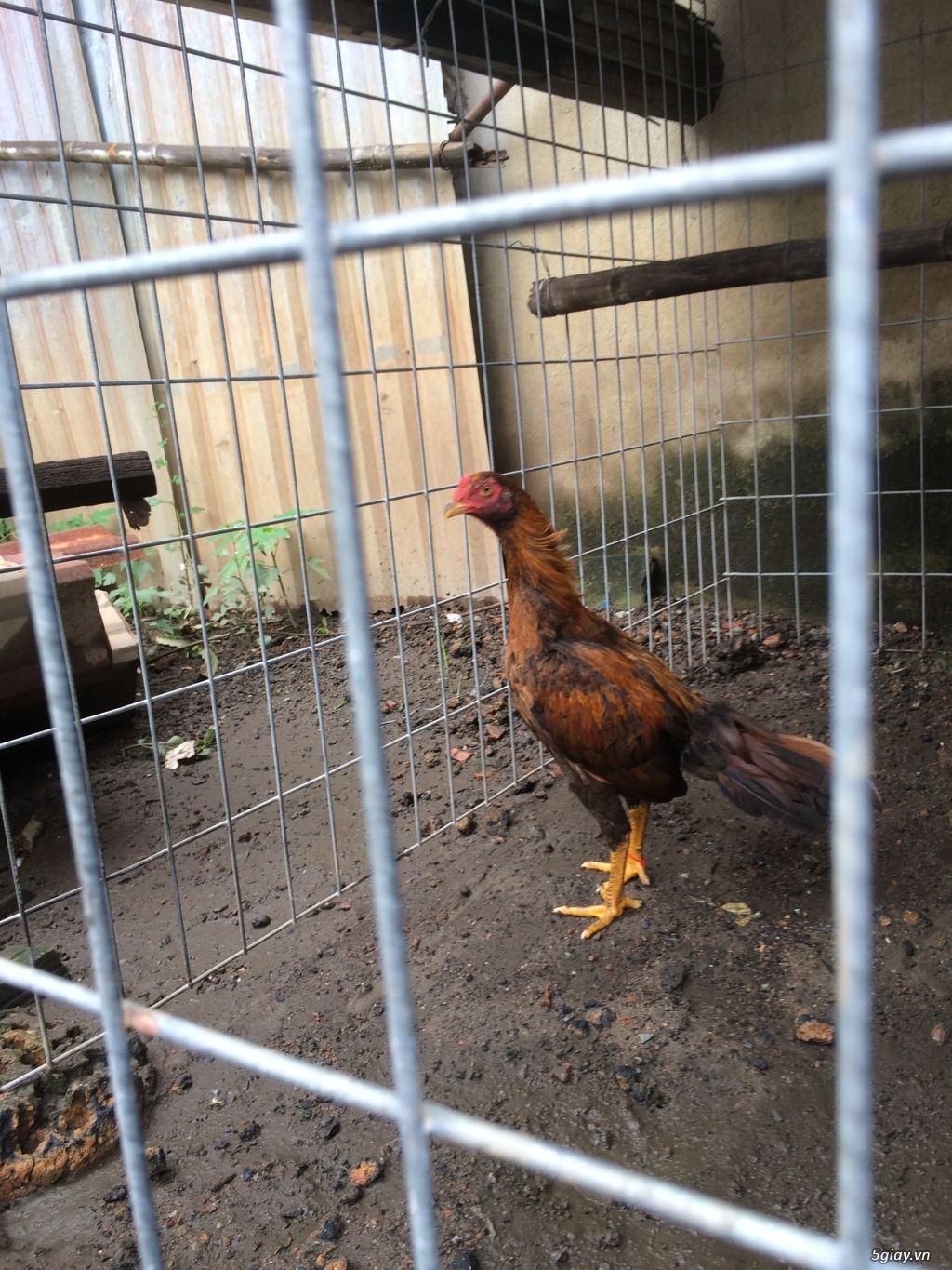 CẦN BÁN GÀ TRE ASIL