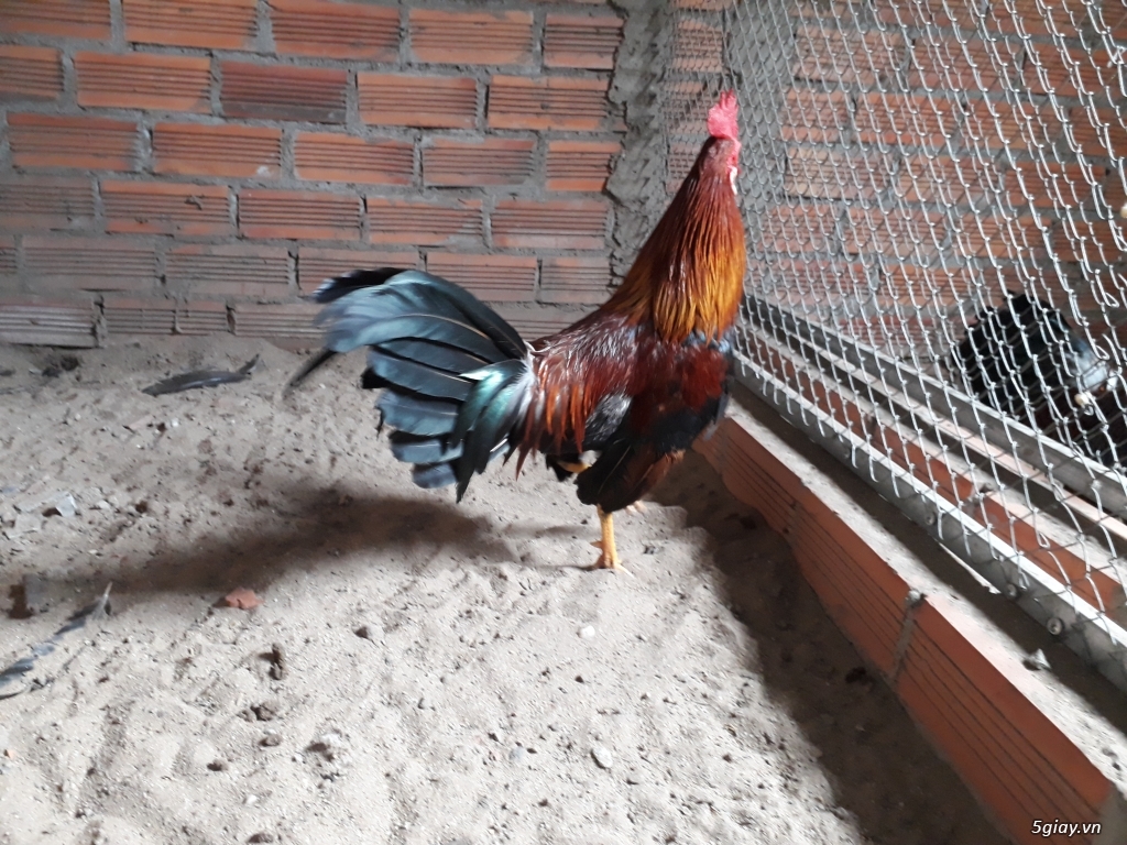 Trại gà tre lai mini Củ Chi - PonNguyễn- Asil - Mỹ, ..... - 9