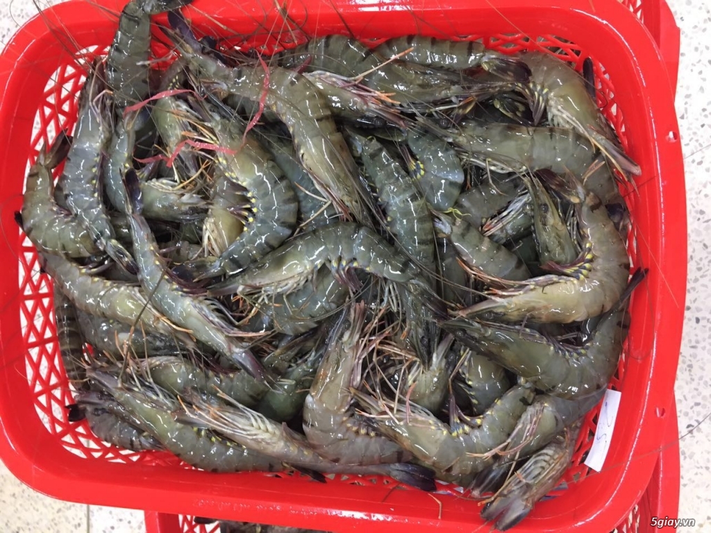 Chuyên cung cấp hải sản Cà Mau tươi ngon giá sĩ