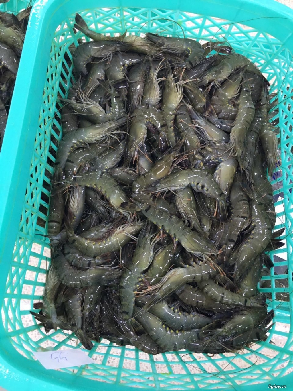 Chuyên cung cấp hải sản Cà Mau tươi ngon giá sĩ - 3