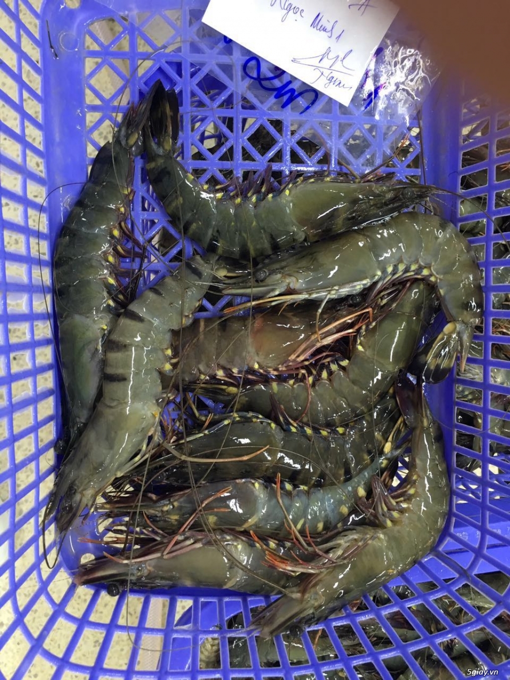 Chuyên cung cấp hải sản Cà Mau tươi ngon giá sĩ - 4