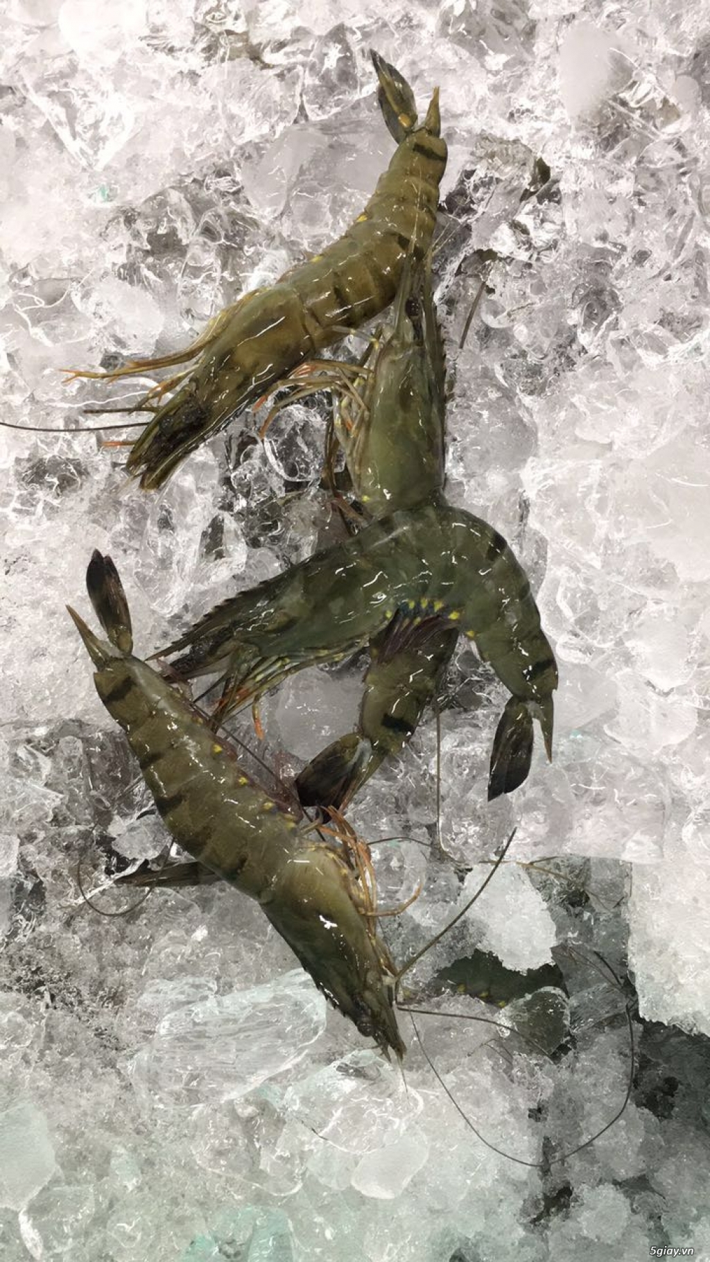 Chuyên cung cấp hải sản Cà Mau tươi ngon giá sĩ - 1