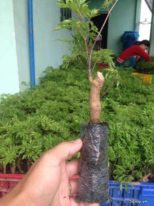 Bán đinh lăng lá nhỏ
