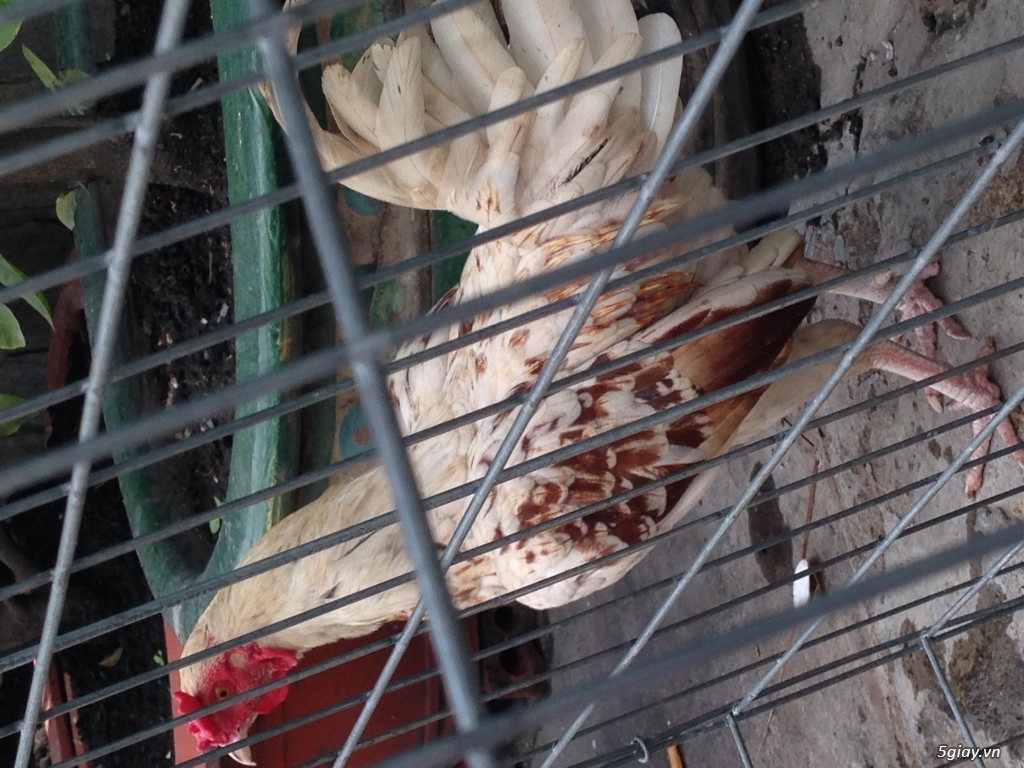 Thanh lý gà mỹ 8 tháng tuổi - 2