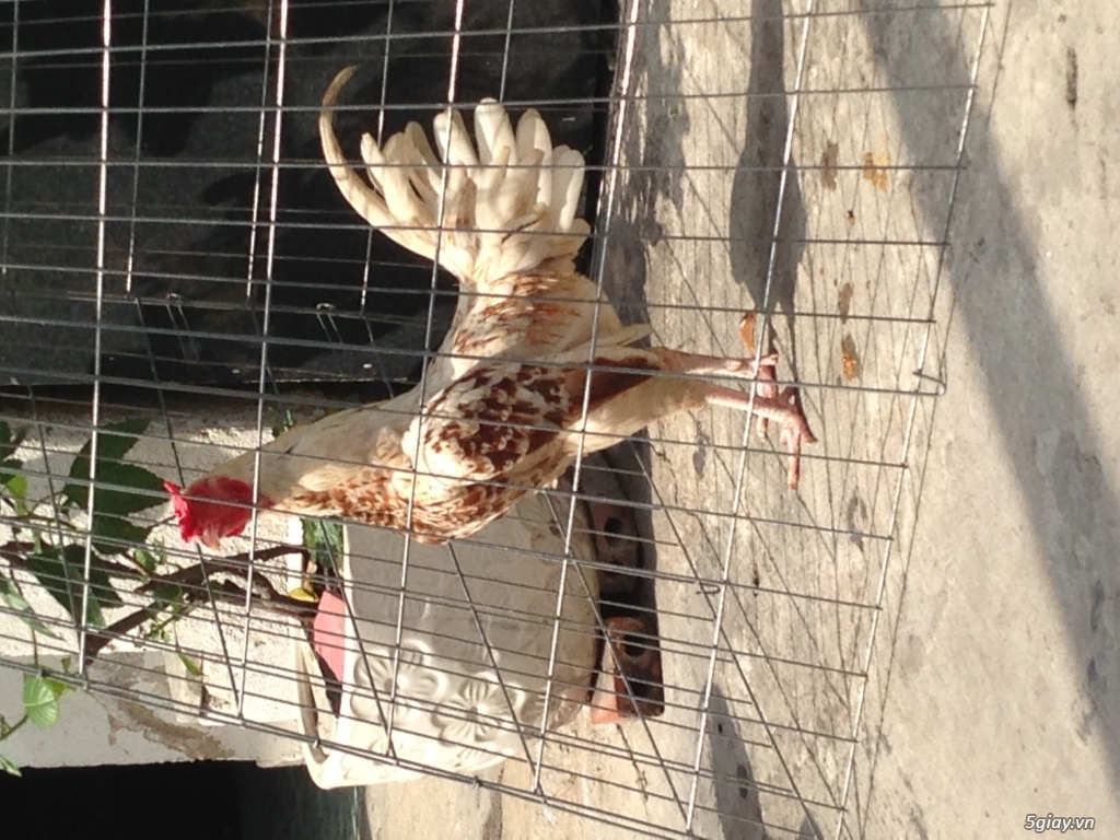 Thanh lý gà mỹ 8 tháng tuổi - 1