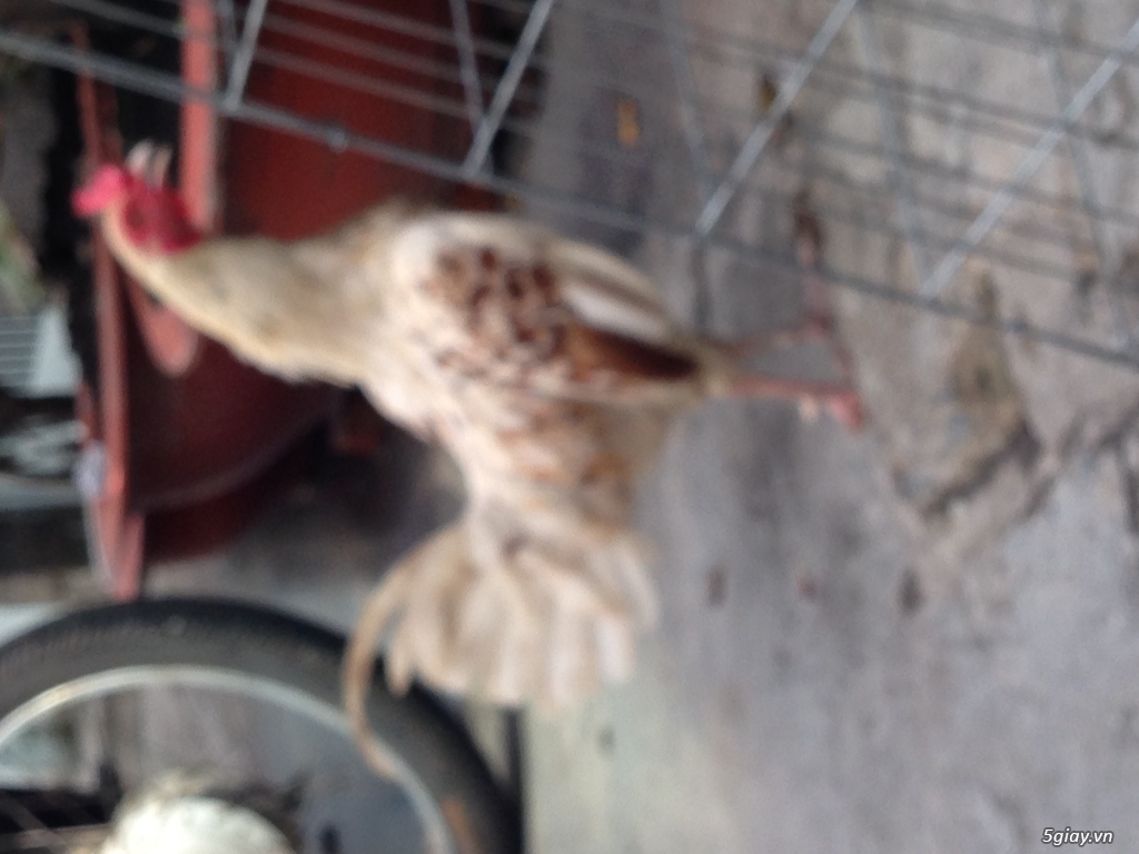 Thanh lý gà mỹ 8 tháng tuổi