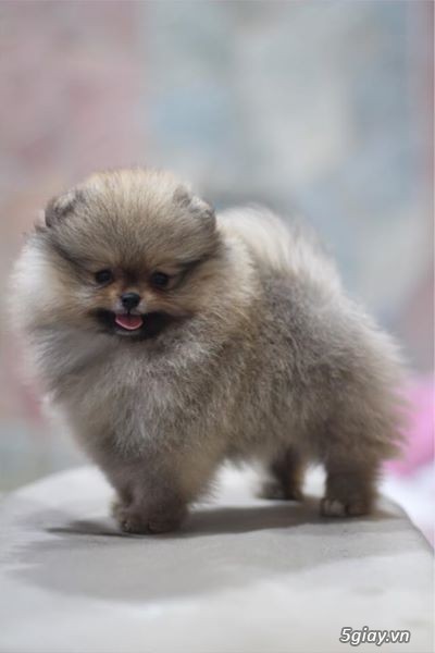Baby pom for sale !