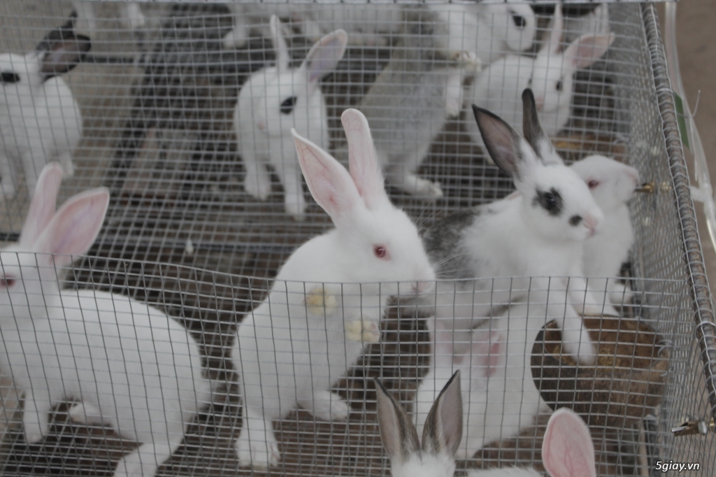 Thỏ Giống Newzealand - HTX Chăn Nuôi Thỏ Miền Nam - 2