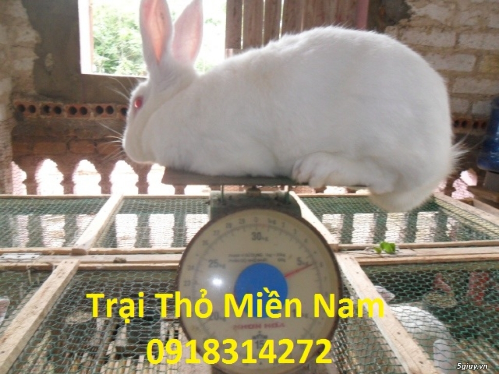 Thỏ Giống Newzealand - HTX Chăn Nuôi Thỏ Miền Nam - 4