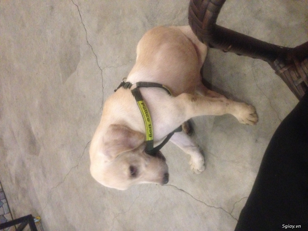 Bán labrador đực thuần chủng - 3