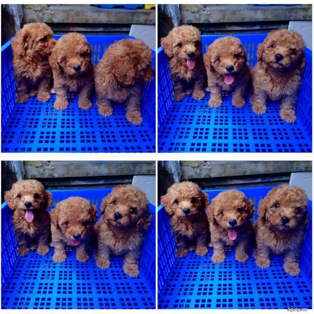 Poodle tiny nâu đỏ tìm chủ yêu thương